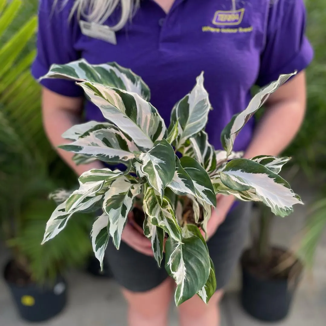 Calathea Stella (6″ pot)