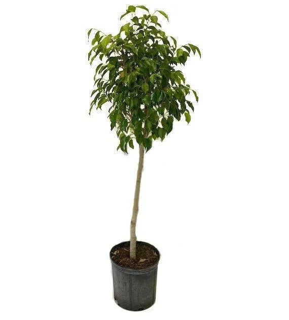Ficus Benjamina Standard (10″ pot)