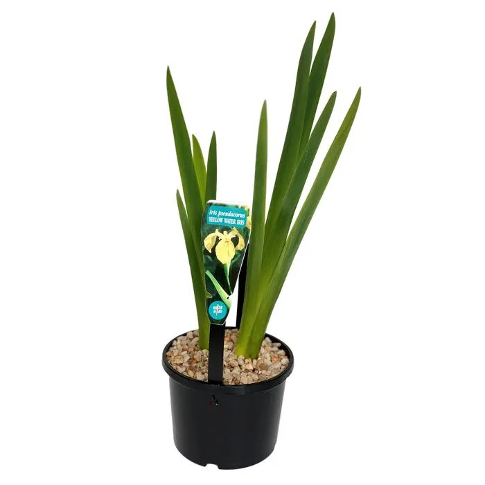 140mm Medium Marginal Water Plant