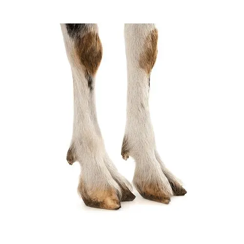 Goat Leg