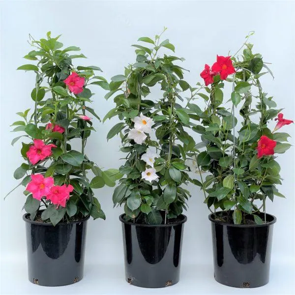 10″ Mandevilla