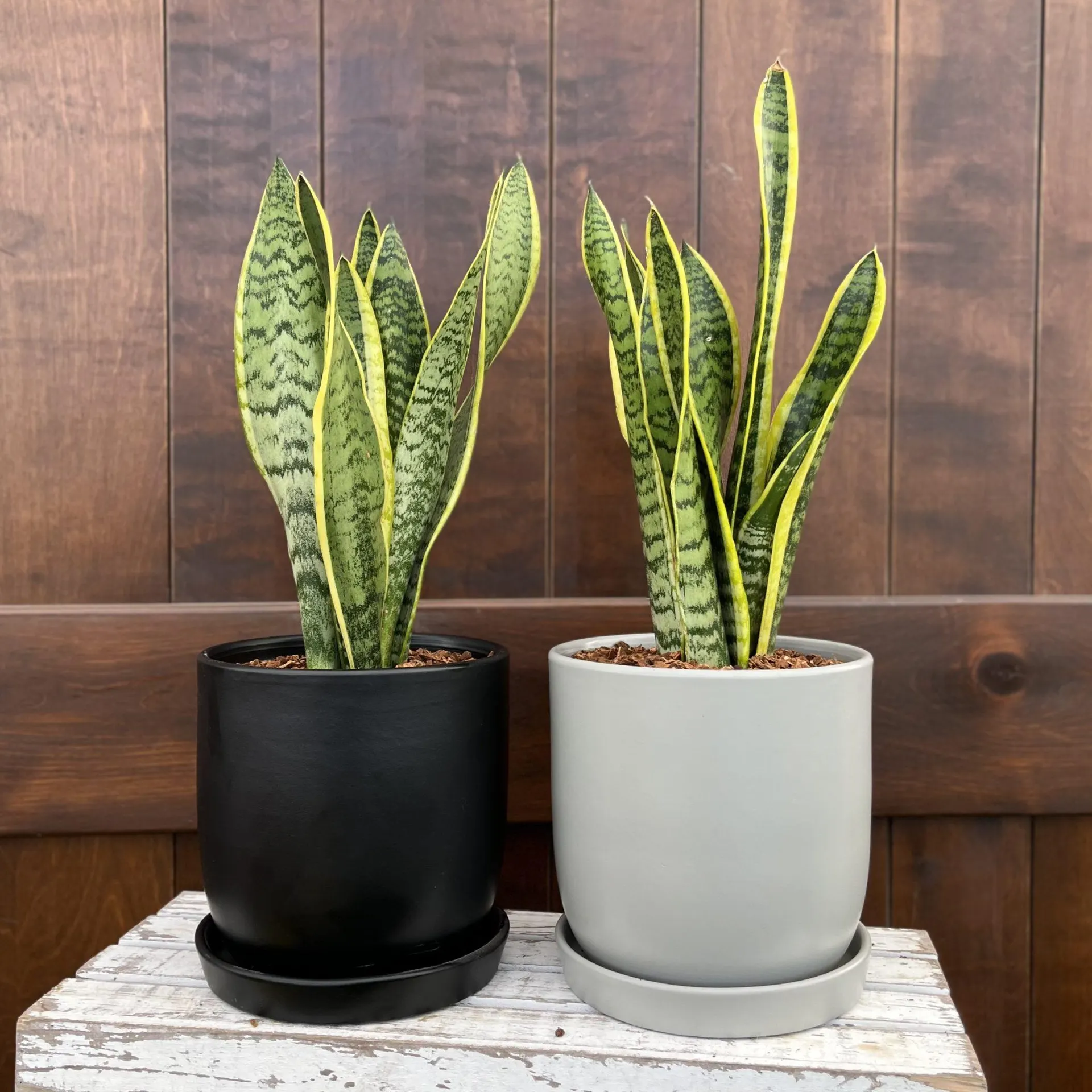 6″ Snake Plant in Eastham Pot