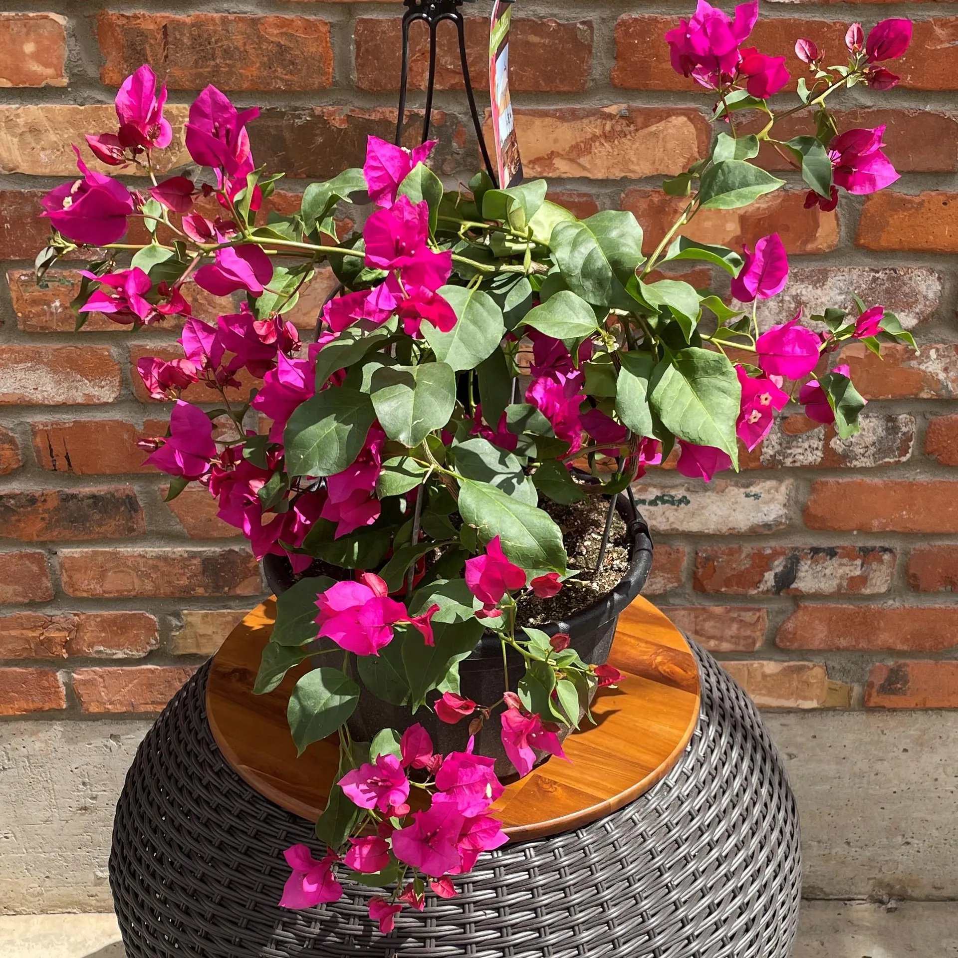 10″ Bougainvillea Hanging Basket