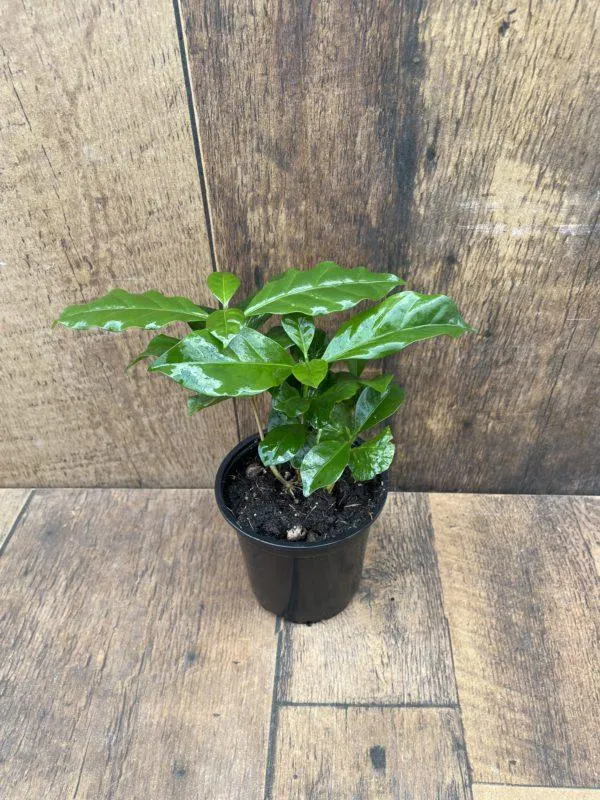 Coffee Plant (4″ pot)