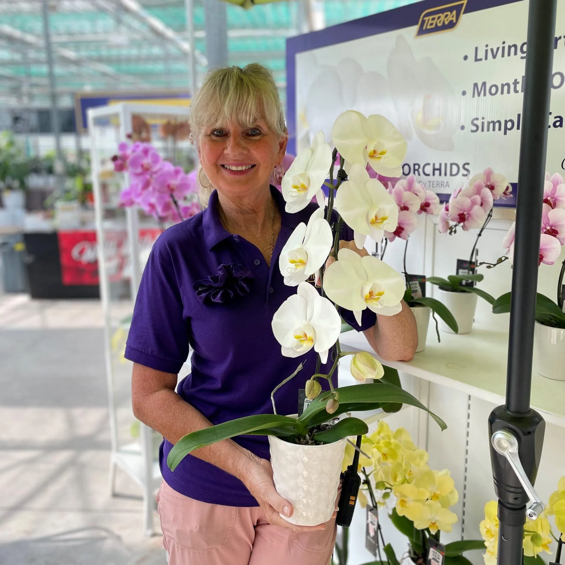 Artistica Orchid – Swan in 5″ Ceramic Pot