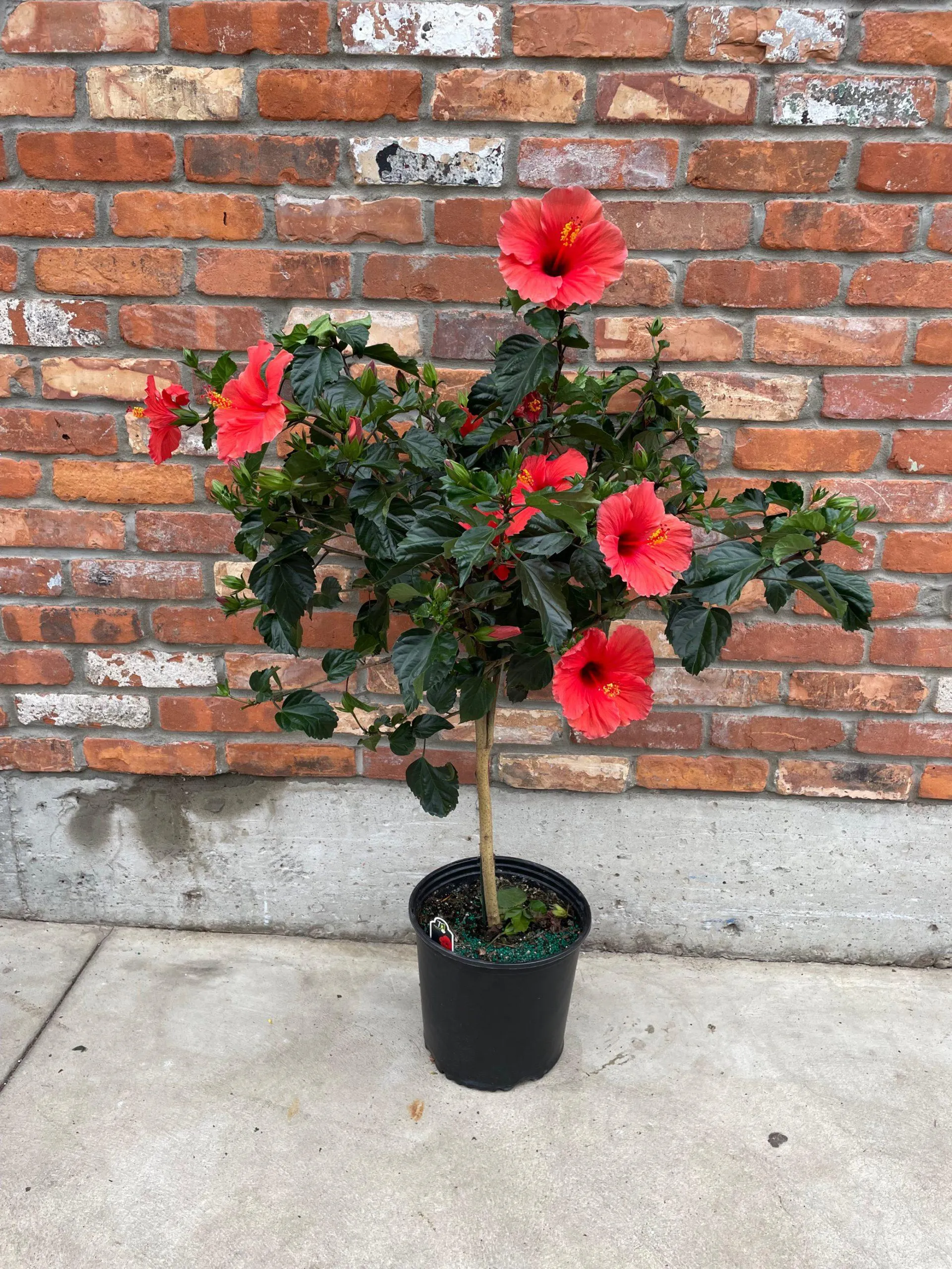 10″ Hibiscus Standard