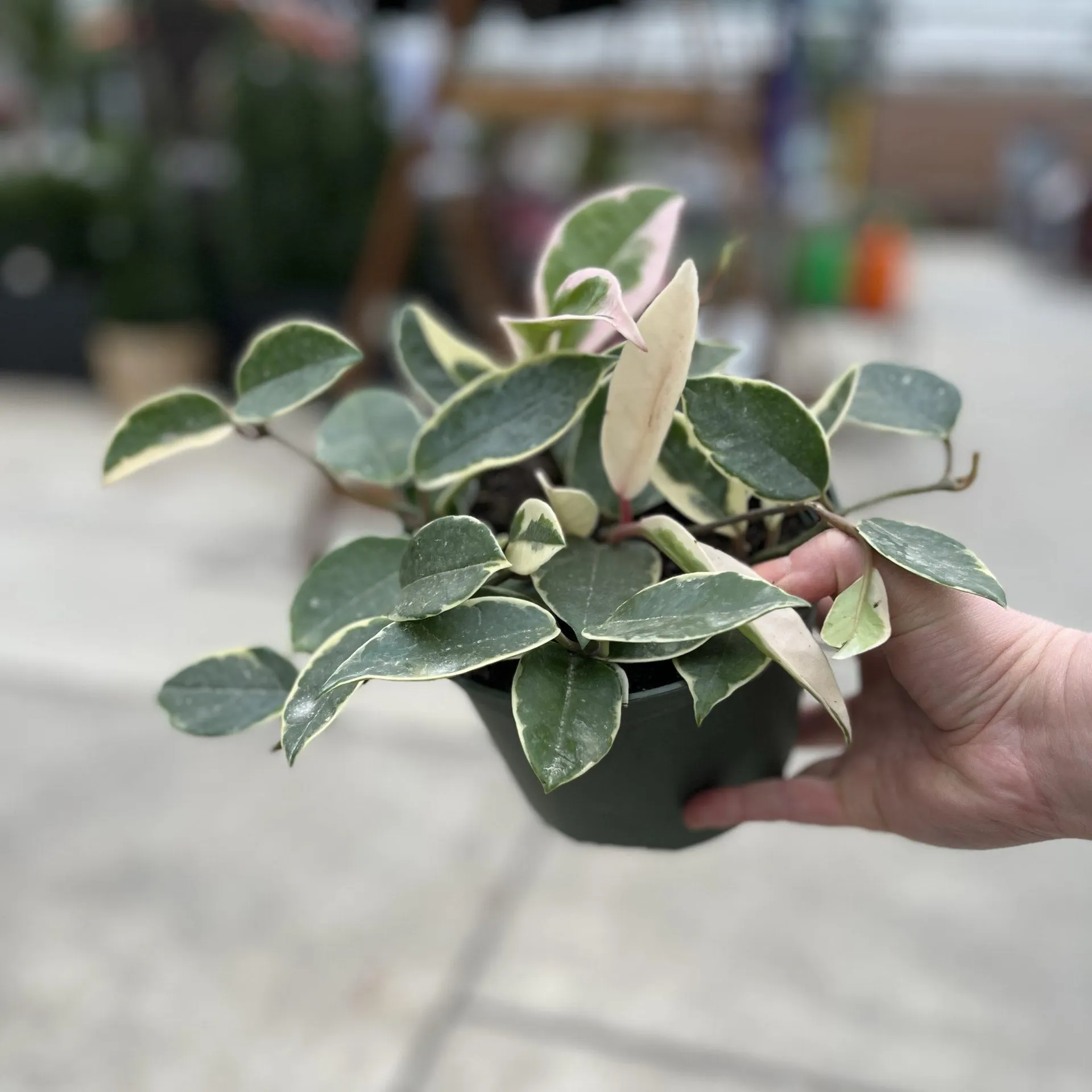 Hoya ‘Krimson Queen’ (6″ pot)
