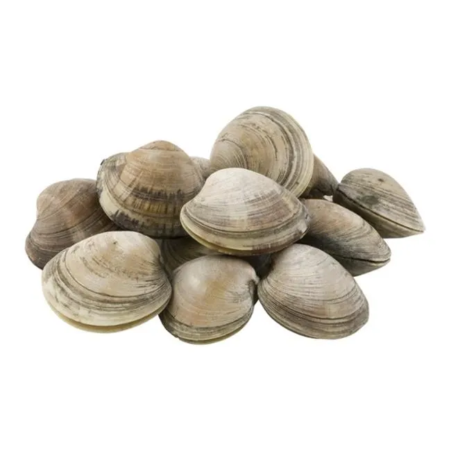 Fresh Clams