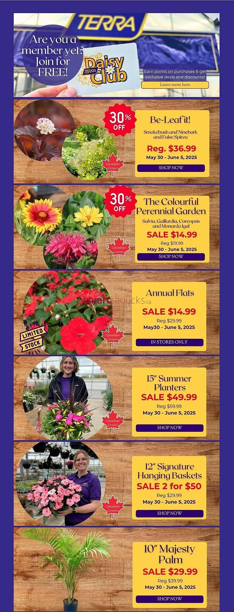 Terra Green Houses flyer - 1