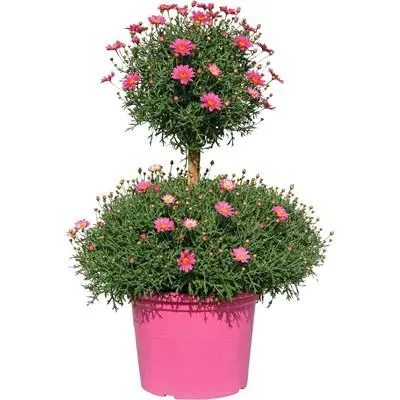 Margerithen Doppelkrone P35 cm