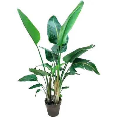 Strelitzia Nicolai P30 cm