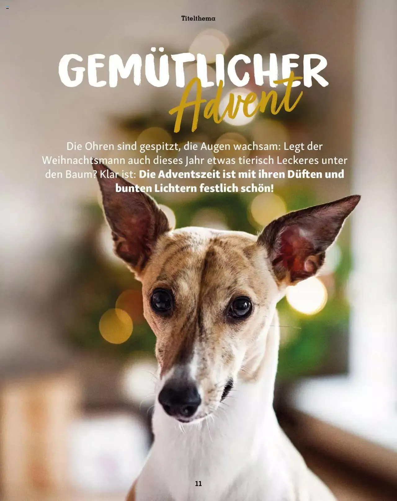 Fressnapf Magazin von 1. November bis 31. Dezember 2023 - Prospekt seite 11