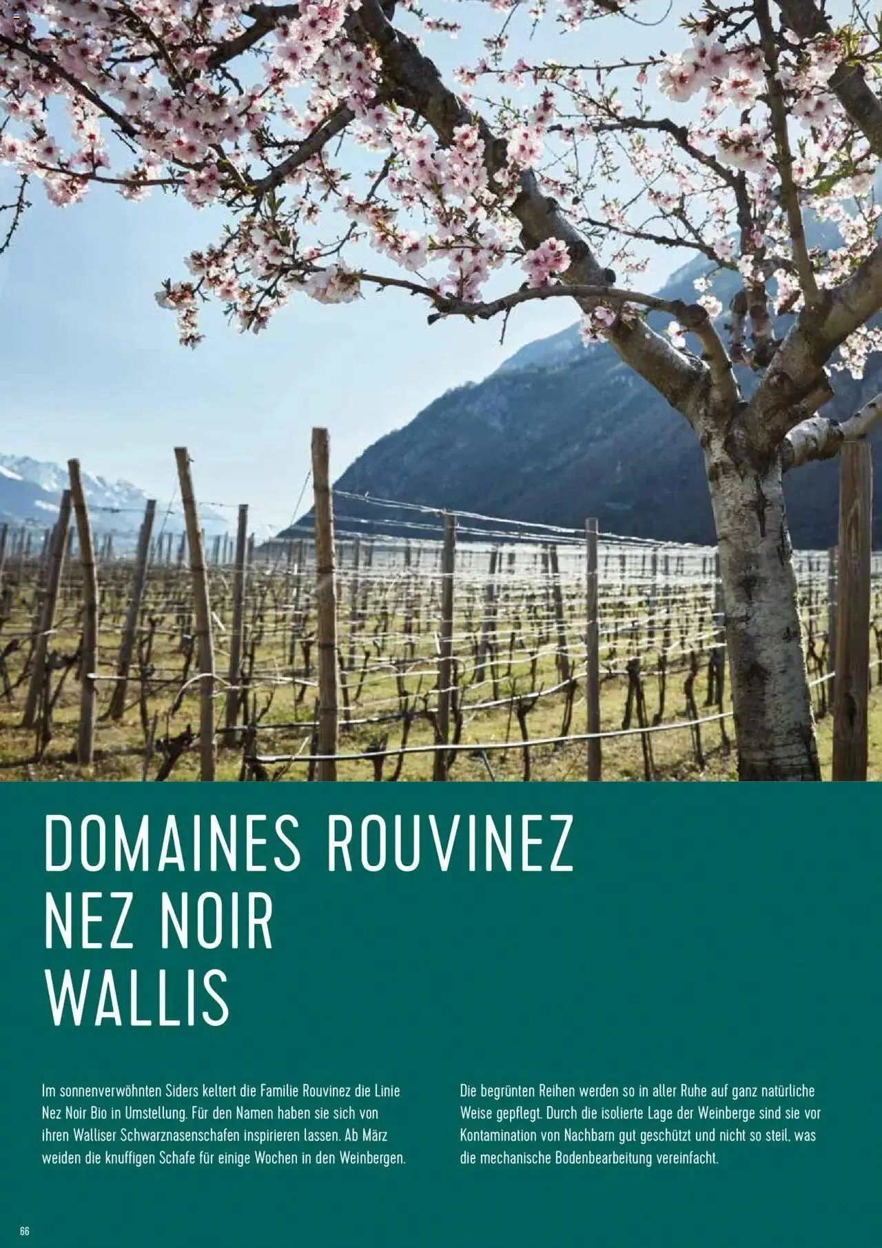 Prodega Aktionen Origine Sortimentsbroschüre von 1. Mai bis 31. Dezember 2024 - Prospekt seite  66