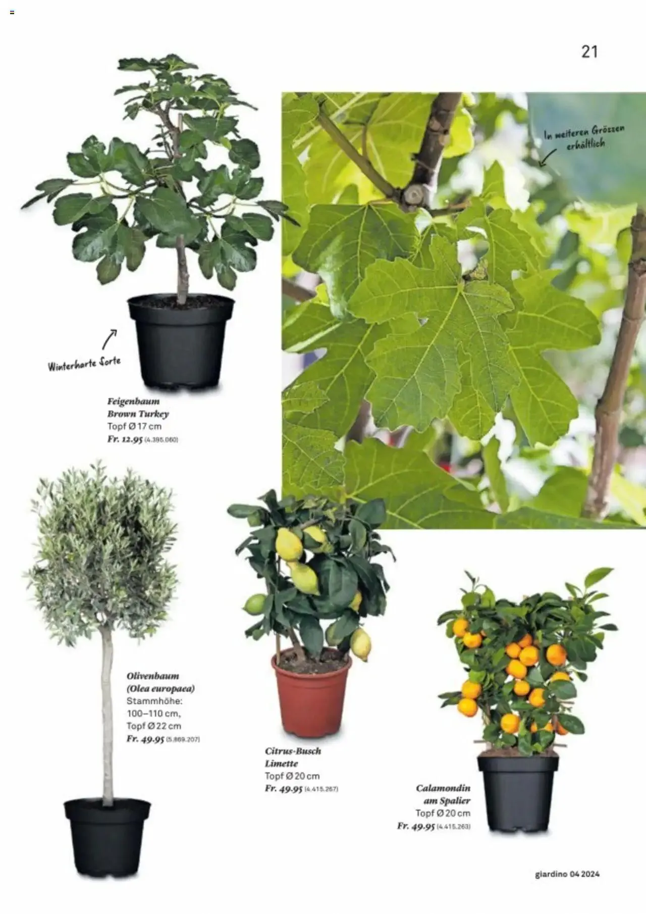 Jumbo Aktionen giardino von 21. Oktober bis 31. Dezember 2024 - Prospekt seite 21