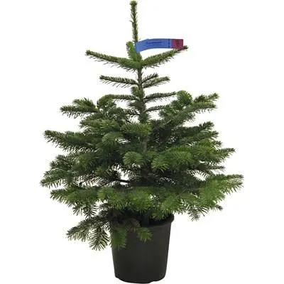 Nordmanntanne topfgew. 80-100 cm