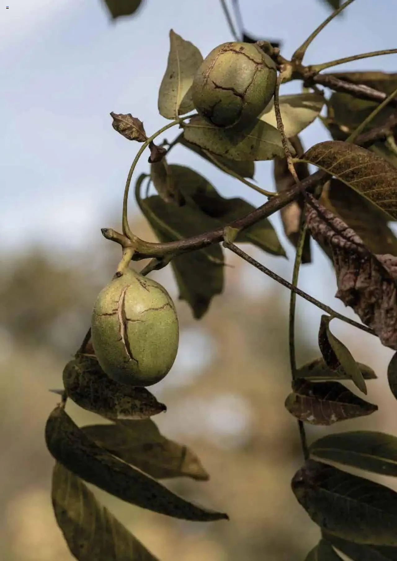 Prodega Aktionen Origine Sortimentsbroschüre von 1. Mai bis 31. Dezember 2024 - Prospekt seite  55