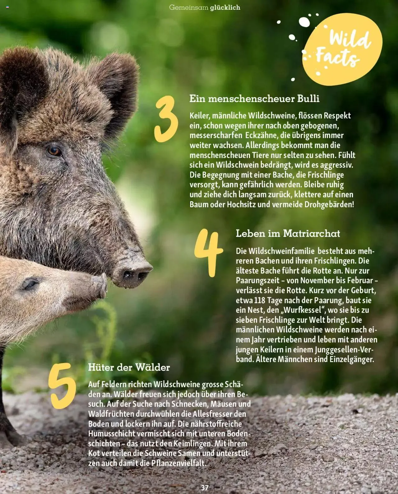 Fressnapf Magazin von 1. September bis 31. Oktober 2023 - Prospekt seite 37