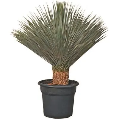 Yucca Rostrata P35l