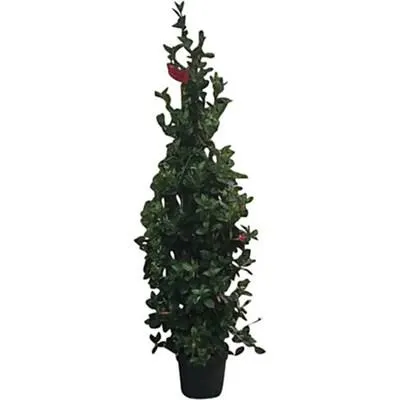 Dipladenia Pyramide P30 cm