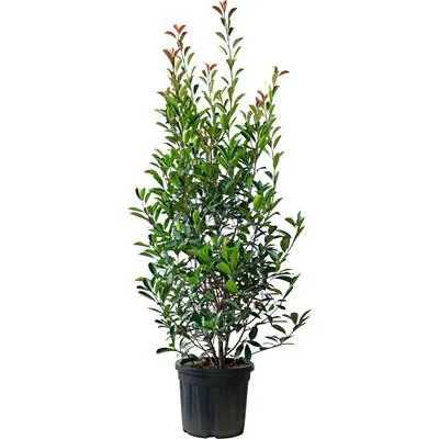 Photinia fraseri r.R. Busch P30 l