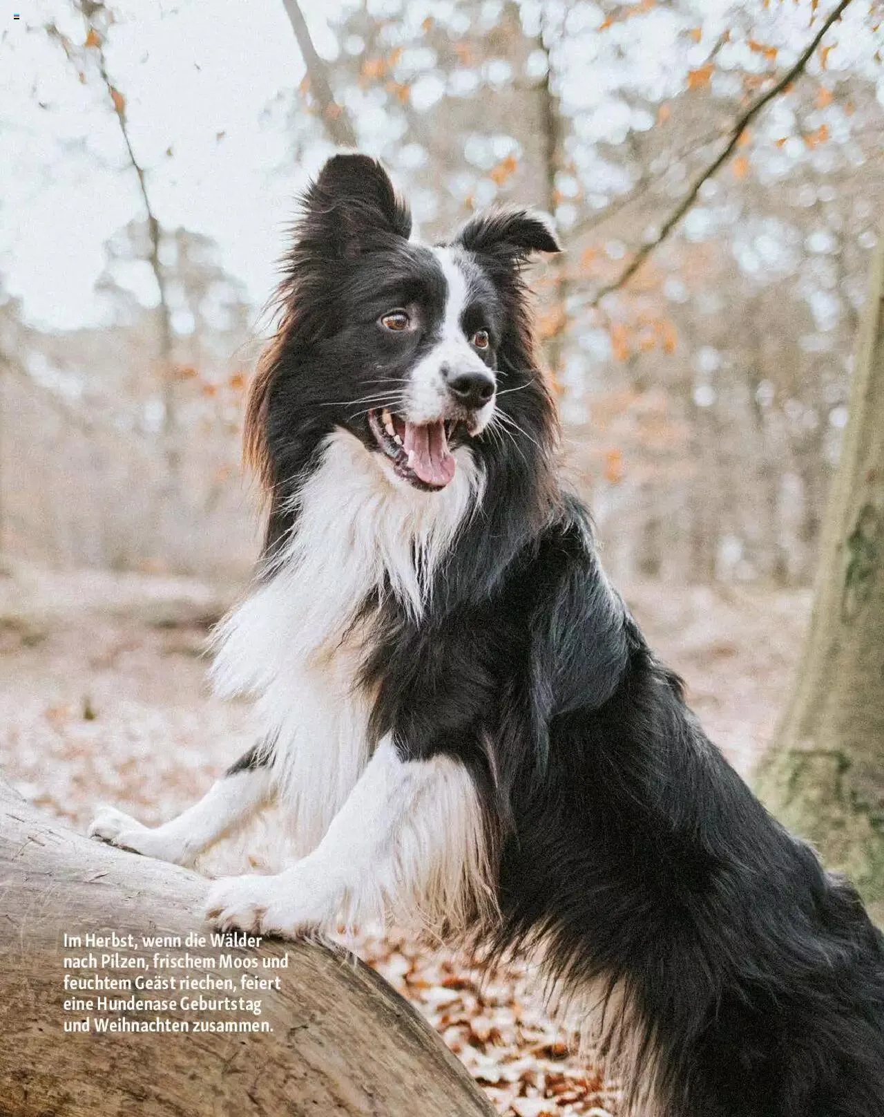 Fressnapf Magazin von 1. September bis 31. Oktober 2023 - Prospekt seite  15