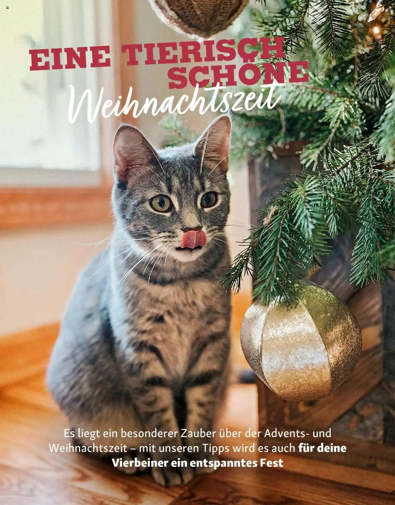 Fressnapf Aktionen von 1. November bis 31. Dezember 2023 - Prospekt seite  16