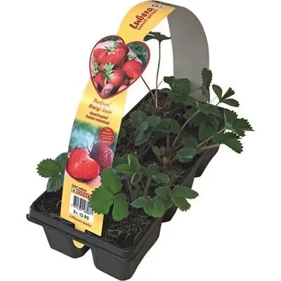 Erdbeeren Dauerträger