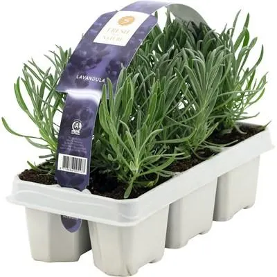 Lavendel 6er Schale