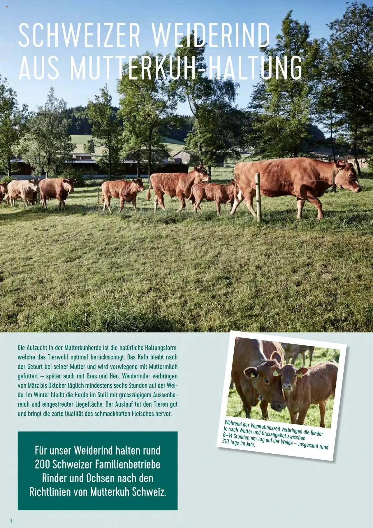 Prodega Aktionen Origine Sortimentsbroschüre von 1. Mai bis 31. Dezember 2024 - Prospekt seite  6