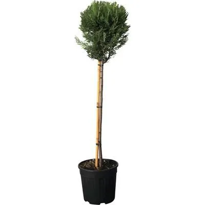 Cupressocyp. Leyl. 1/2 St. 3er Kugel P25 l