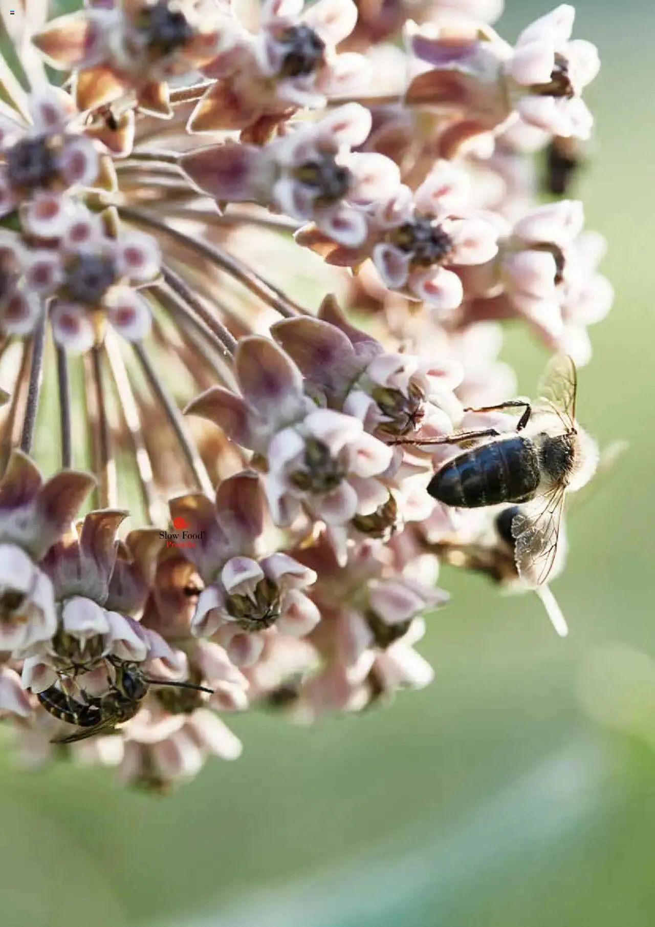 Prodega Aktionen Origine Sortimentsbroschüre von 1. Mai bis 31. Dezember 2024 - Prospekt seite  57