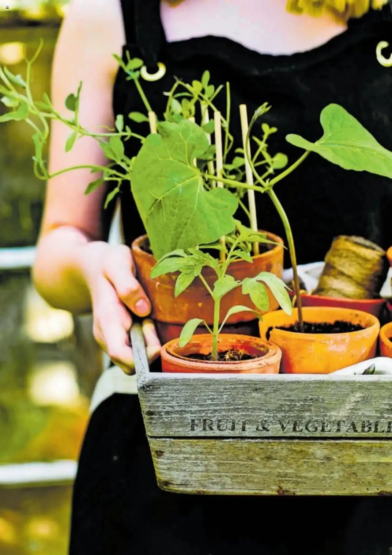 Jumbo Aktionen giardino von 21. Oktober bis 31. Dezember 2024 - Prospekt seite 4