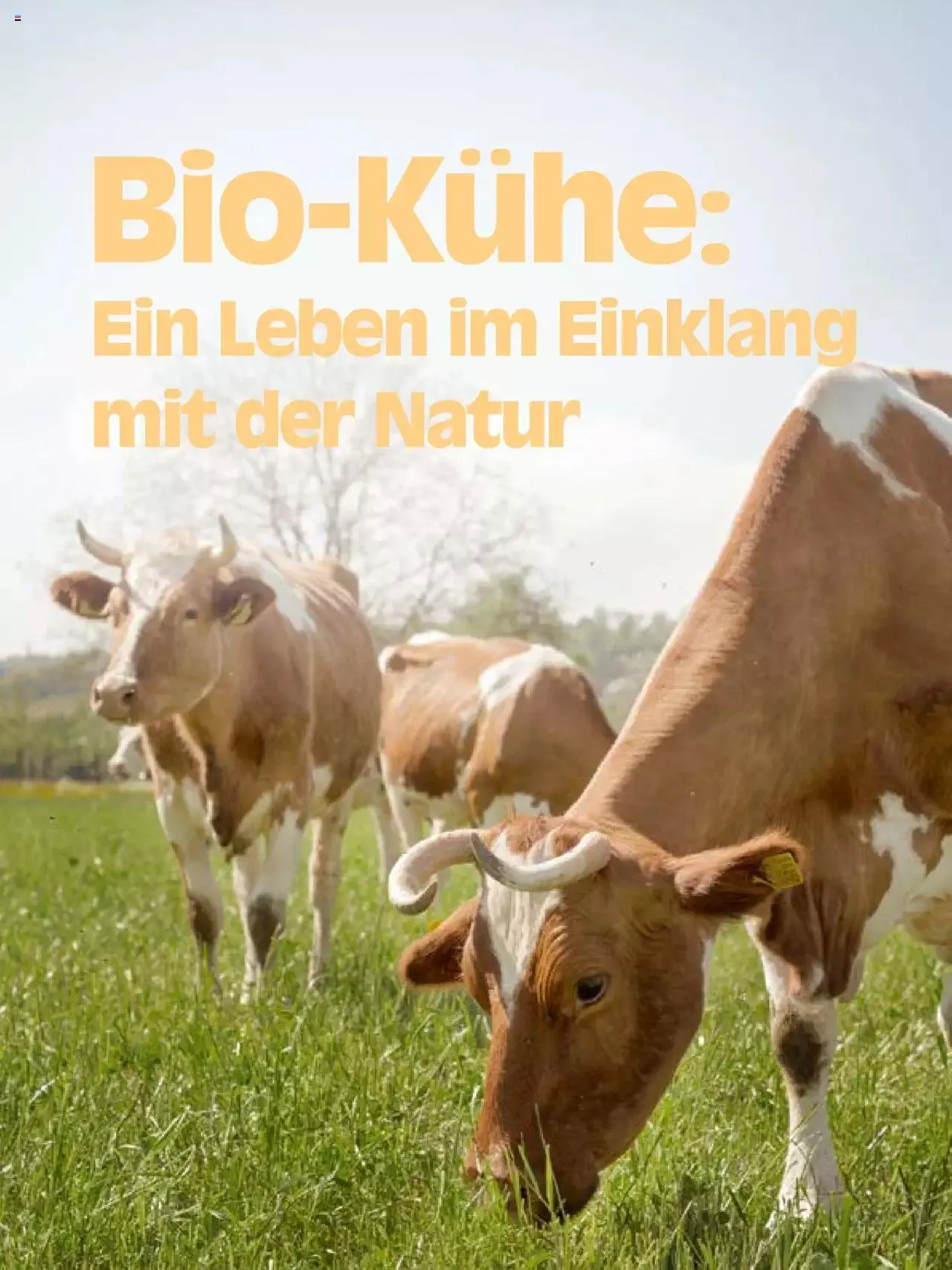 Coop Aktionen Ostern von 28. März bis 31. Dezember 2023 - Prospekt seite  32