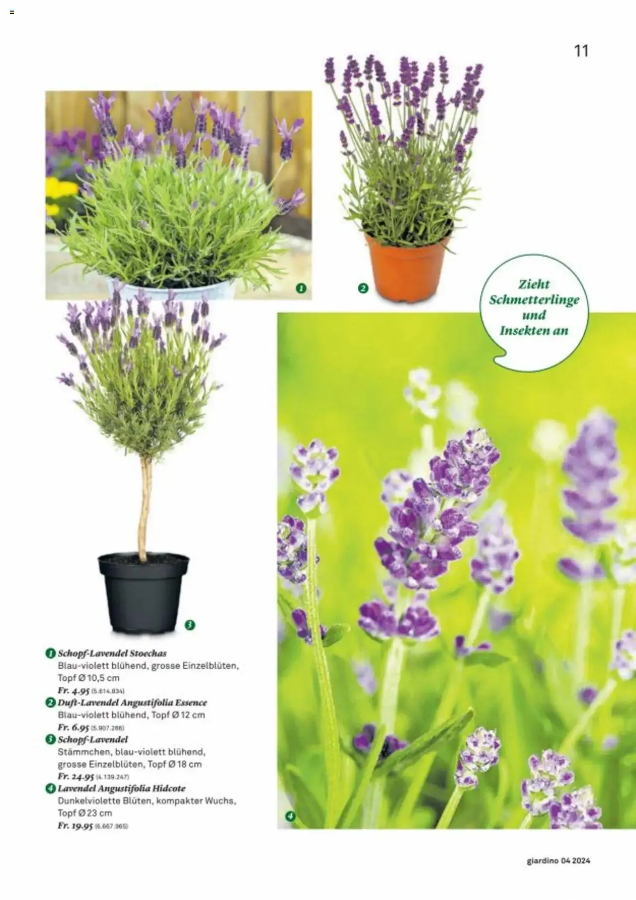 Jumbo Aktionen giardino von 21. Oktober bis 31. Dezember 2024 - Prospekt seite  11