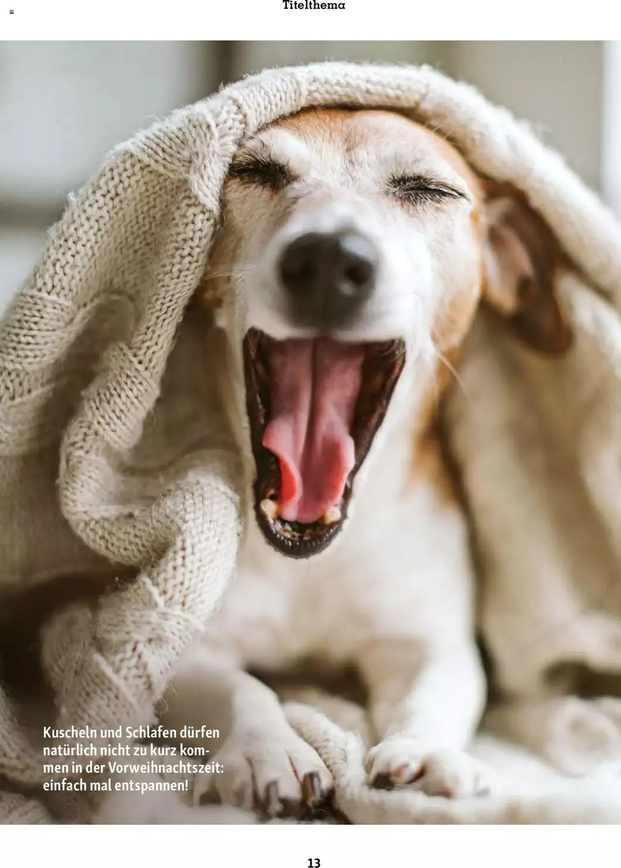 Fressnapf Aktionen von 1. November bis 31. Dezember 2023 - Prospekt seite  13