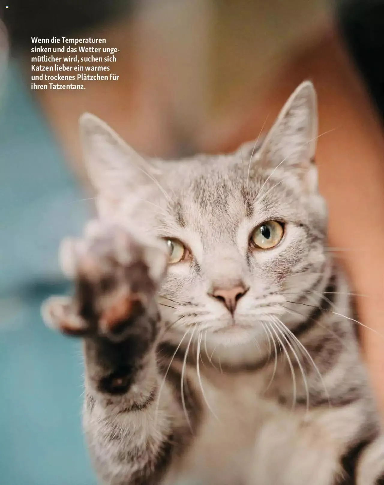 Fressnapf Magazin von 1. September bis 31. Oktober 2023 - Prospekt seite  12