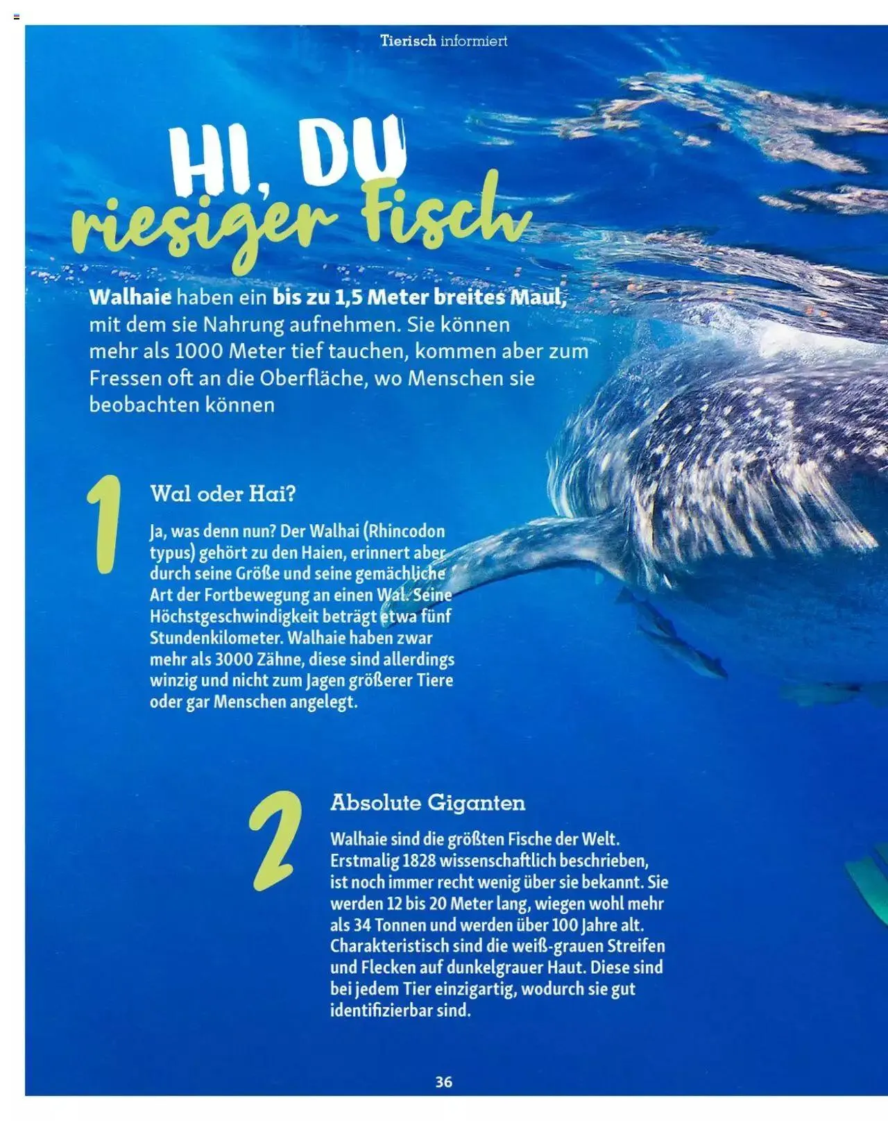 Fressnapf Magazin von 1. Mai bis 31. Dezember 2023 - Prospekt seite  36