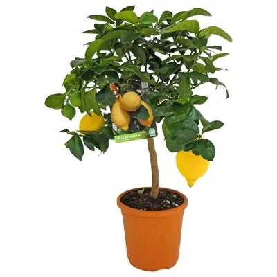 Citrus Stamm P17 cm