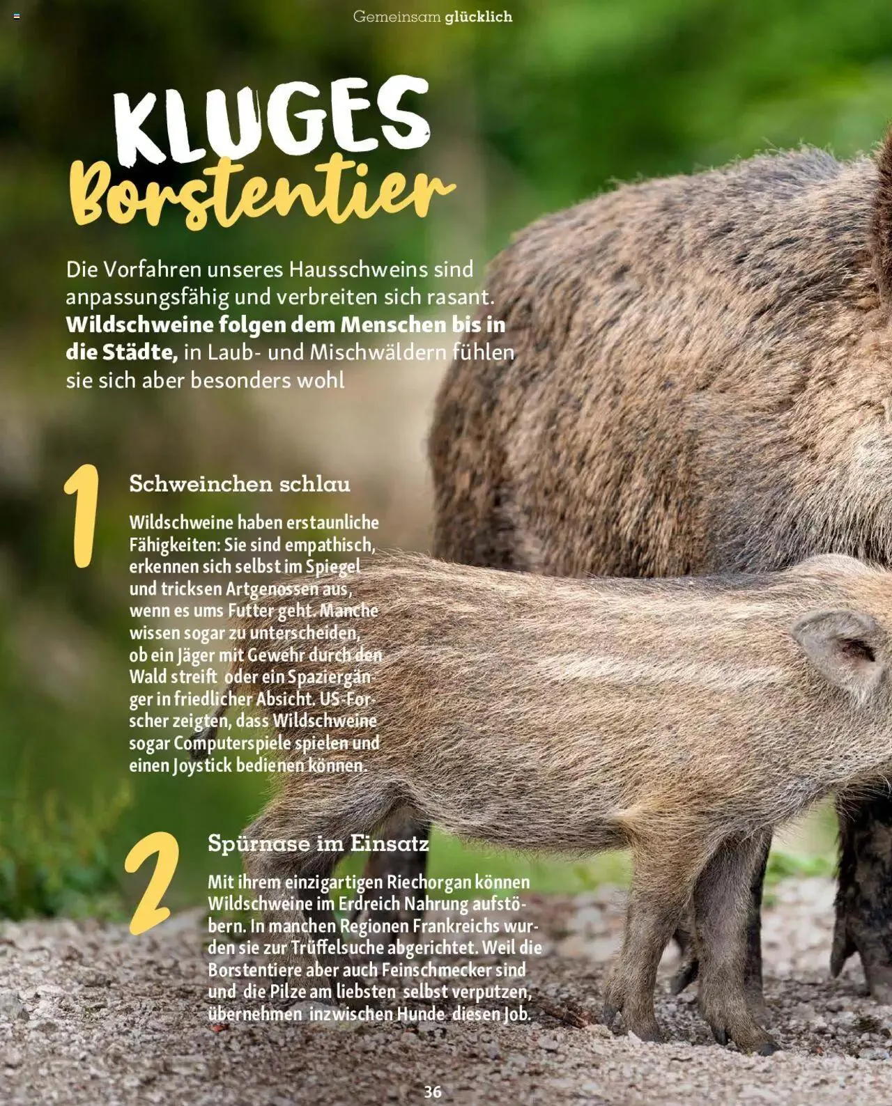 Fressnapf Magazin von 1. September bis 31. Oktober 2023 - Prospekt seite 36