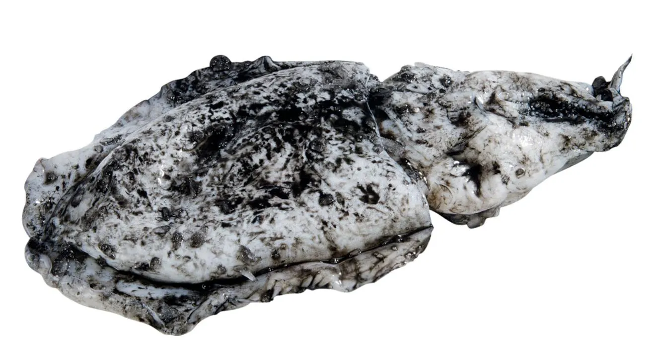 Schwarze Sepia frisch