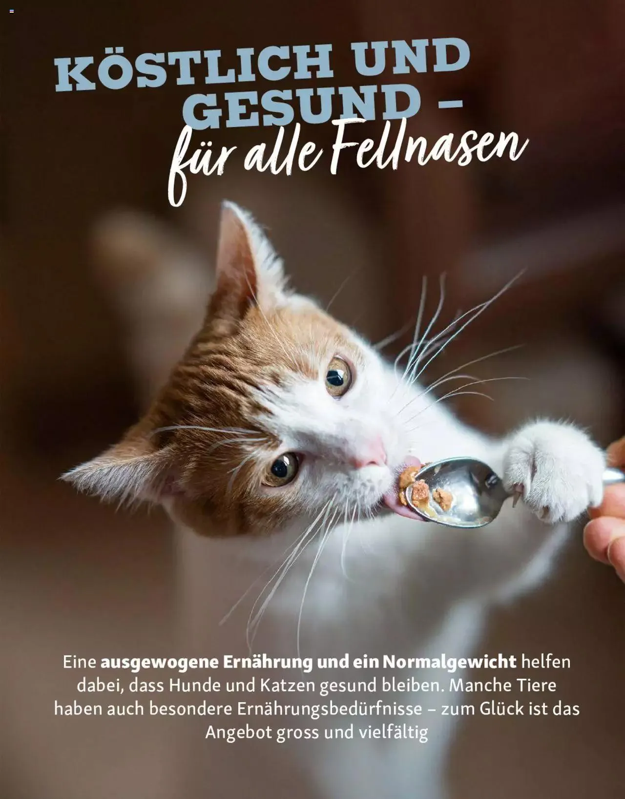 Fressnapf Magazin von 1. September bis 31. Oktober 2023 - Prospekt seite 16