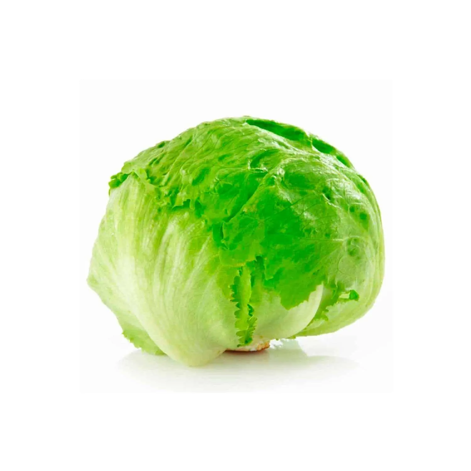 Lechuga Escarola Hortinorte Und.