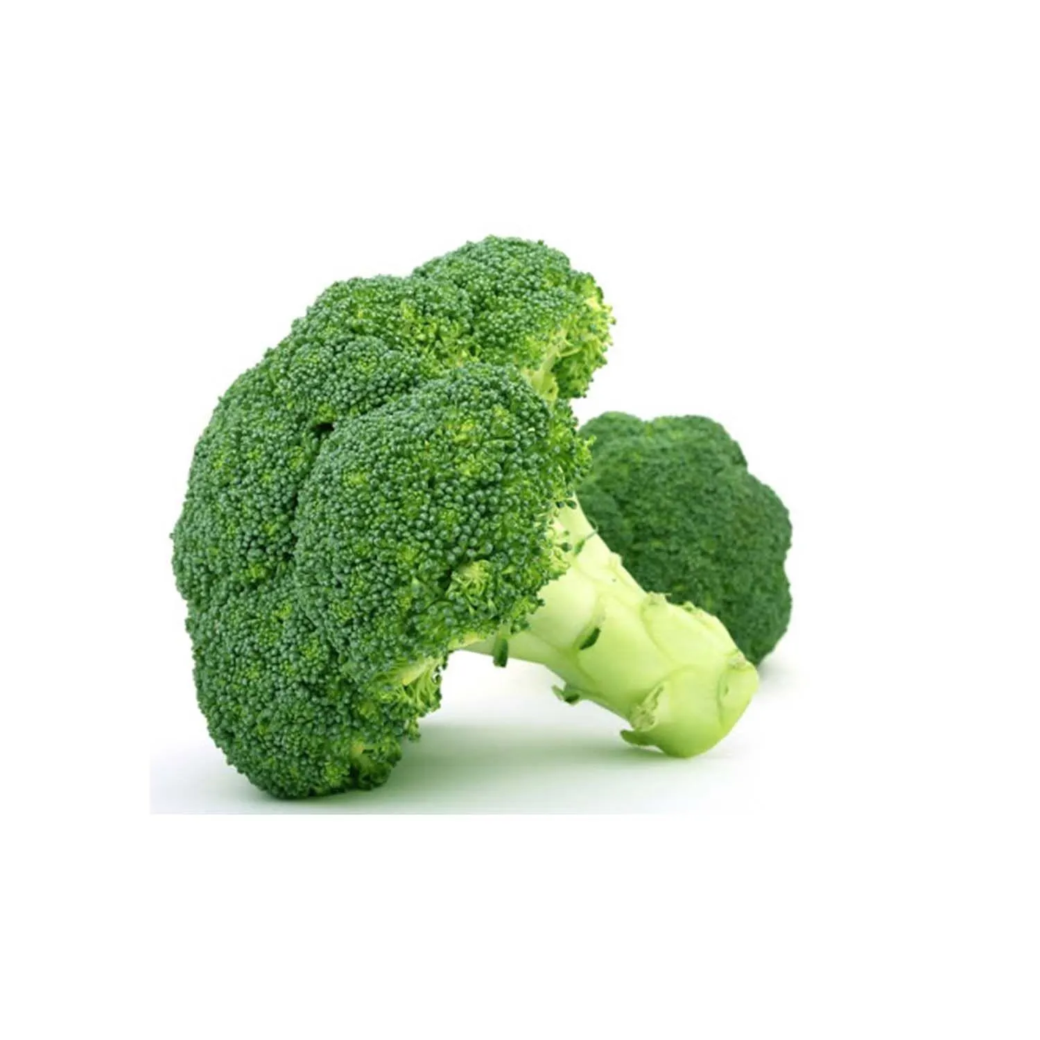 BROCOLI PRIMERA UNI