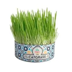 Catgrass de Trigo Un Dos Tres