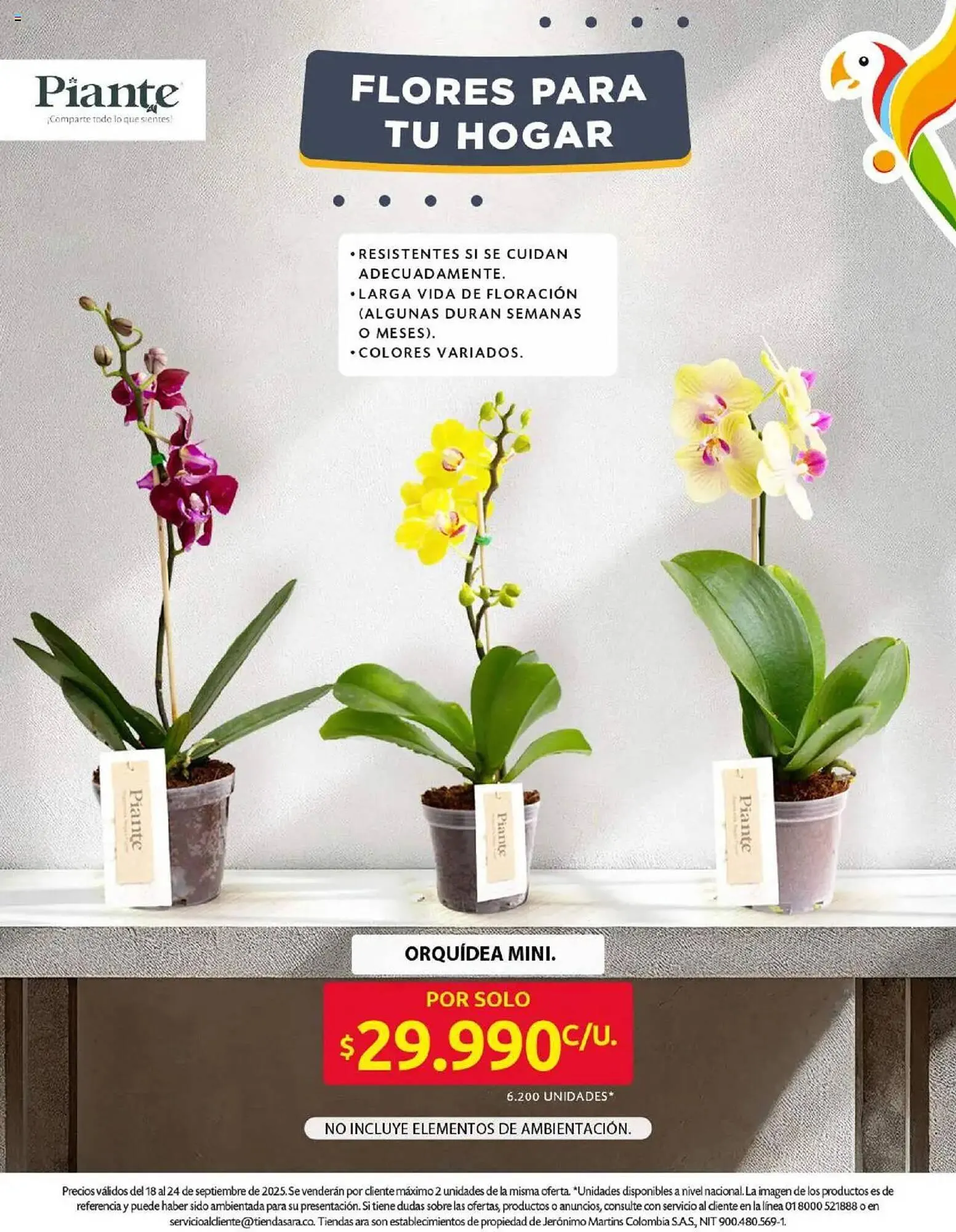 Catalogo de Catálogo Ara 18 de septiembre al 24 de septiembre 2025 - Pag 19