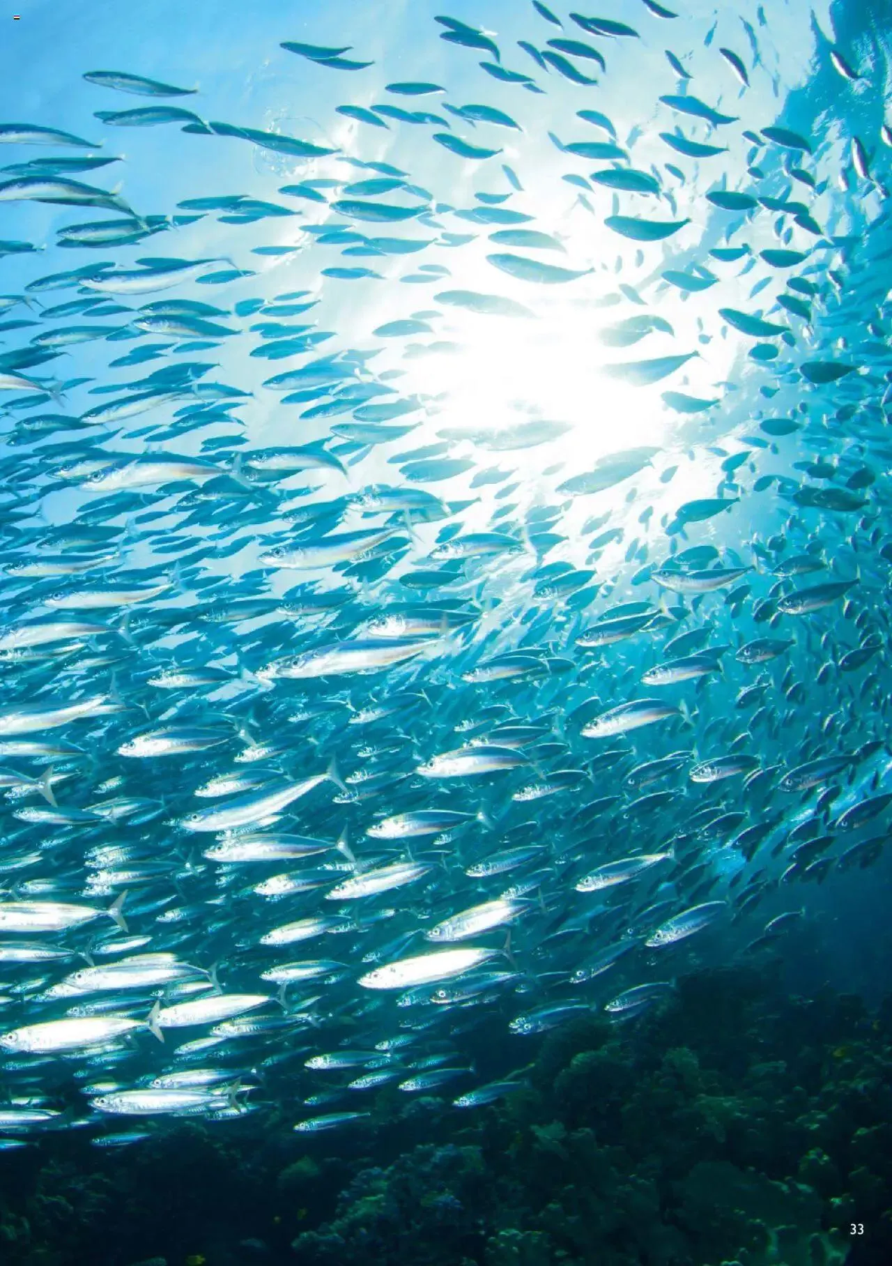 Catalogo de Oriflame - Guía de Producto Wellness 1 de junio al 31 de diciembre 2024 - Pag 33