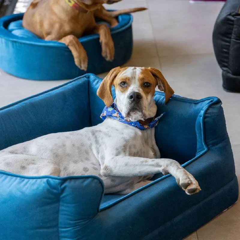 CAMA PARA MASCOTAS GRANDE RECTANGULAR VERDE TURQUESA