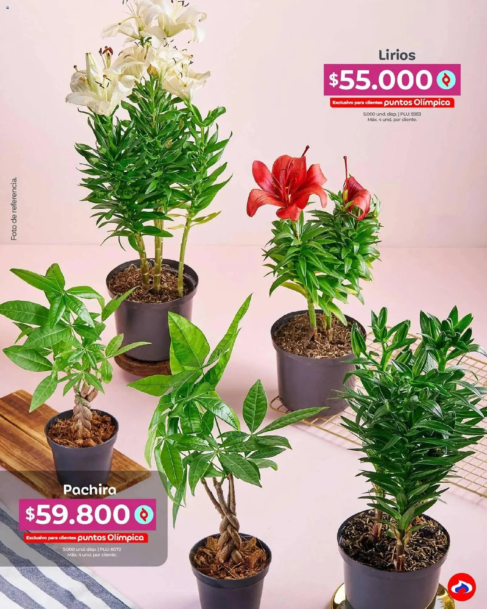 Catalogo de Catálogo Olímpica 4 de mayo al 31 de mayo 2026 - Pag 40