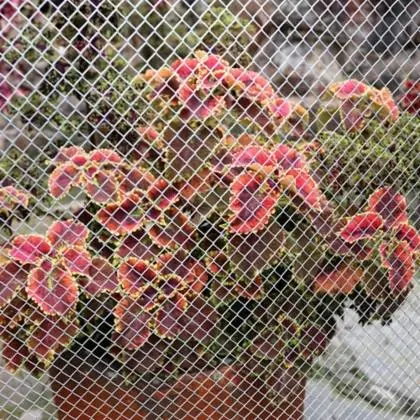 Malla Zaranda Arena 5X5 de 0.90 X 30 Mts