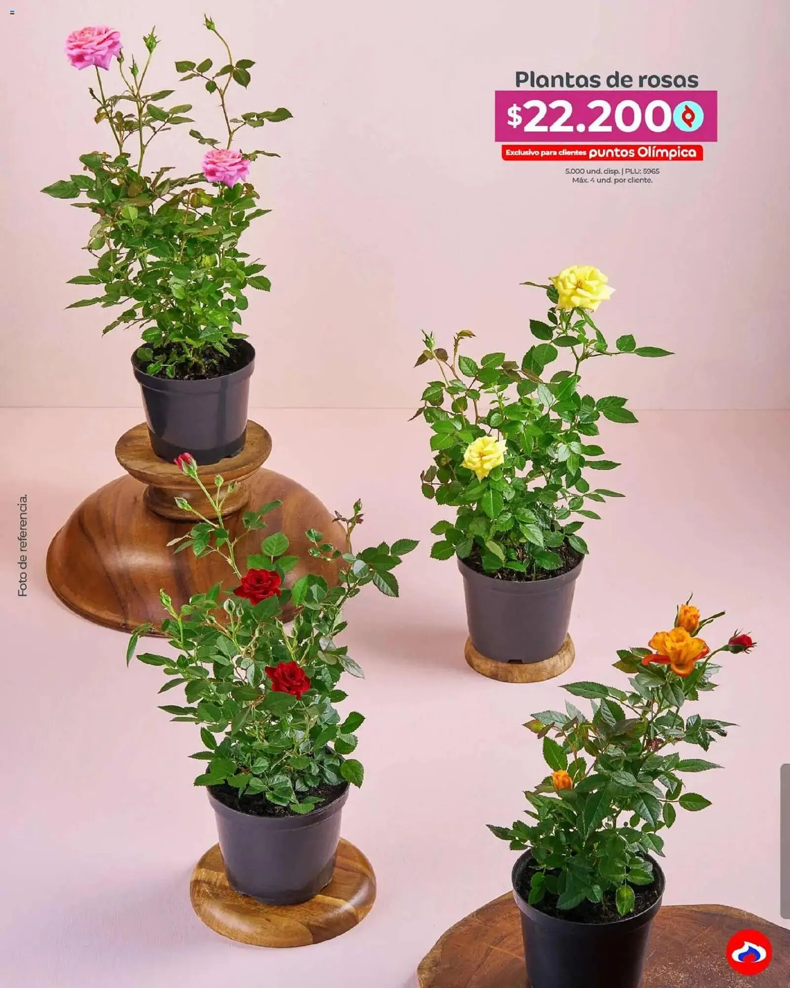 Catalogo de Catálogo Olímpica 4 de mayo al 31 de mayo 2026 - Pag 39